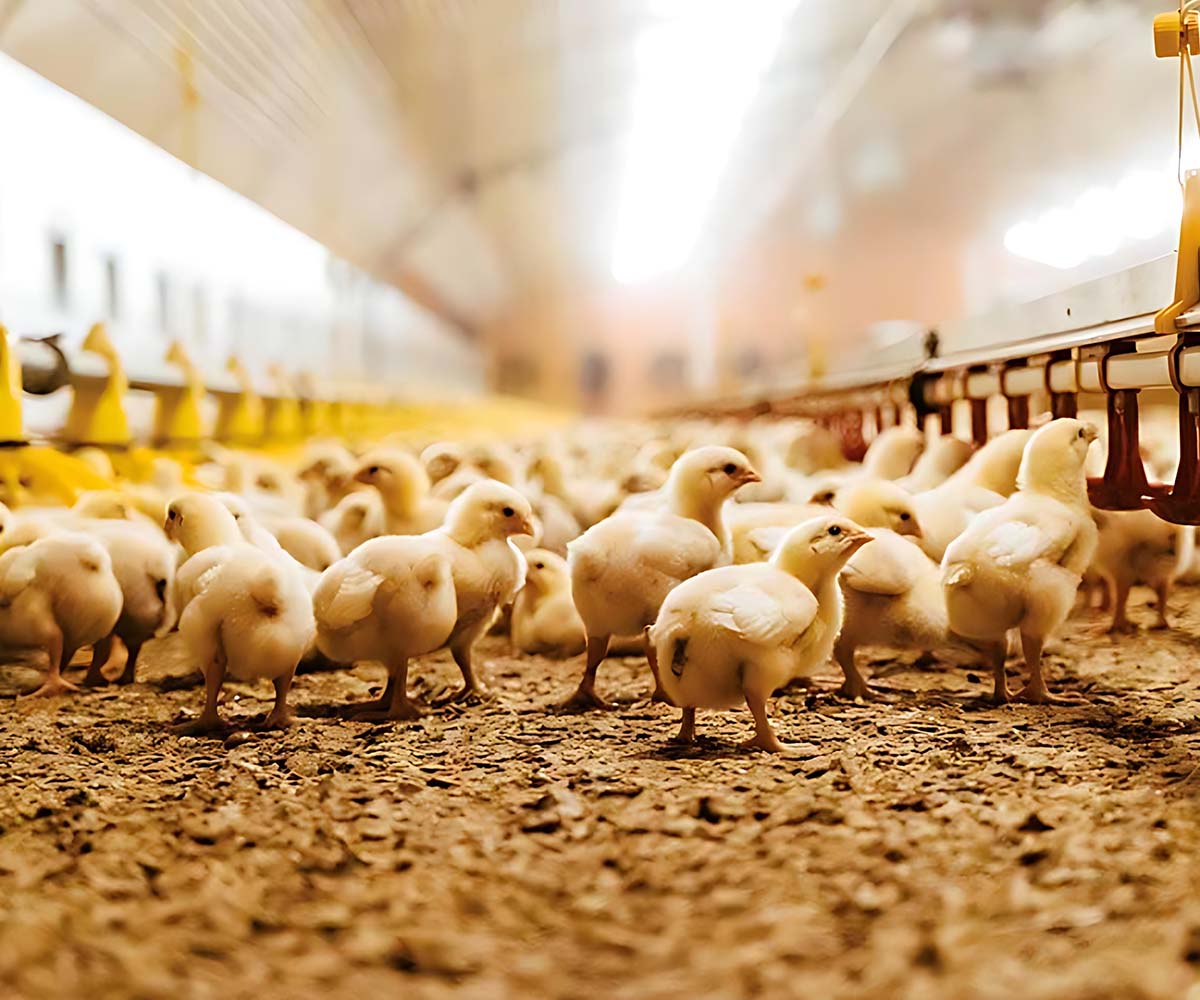SEO for Poultry Industry in Dubai