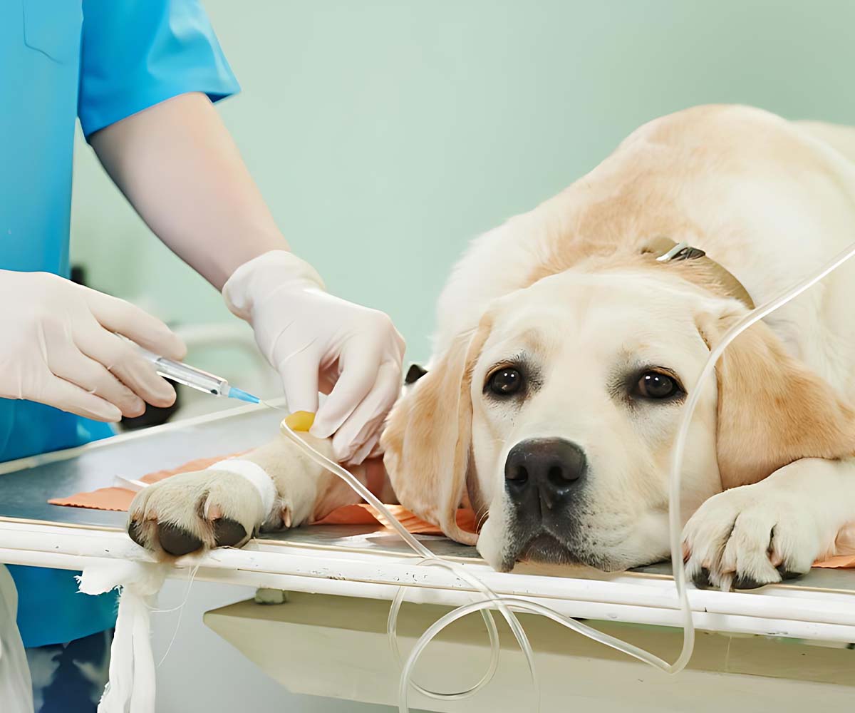 Website Designing Company for Pet Hospital in Dubai