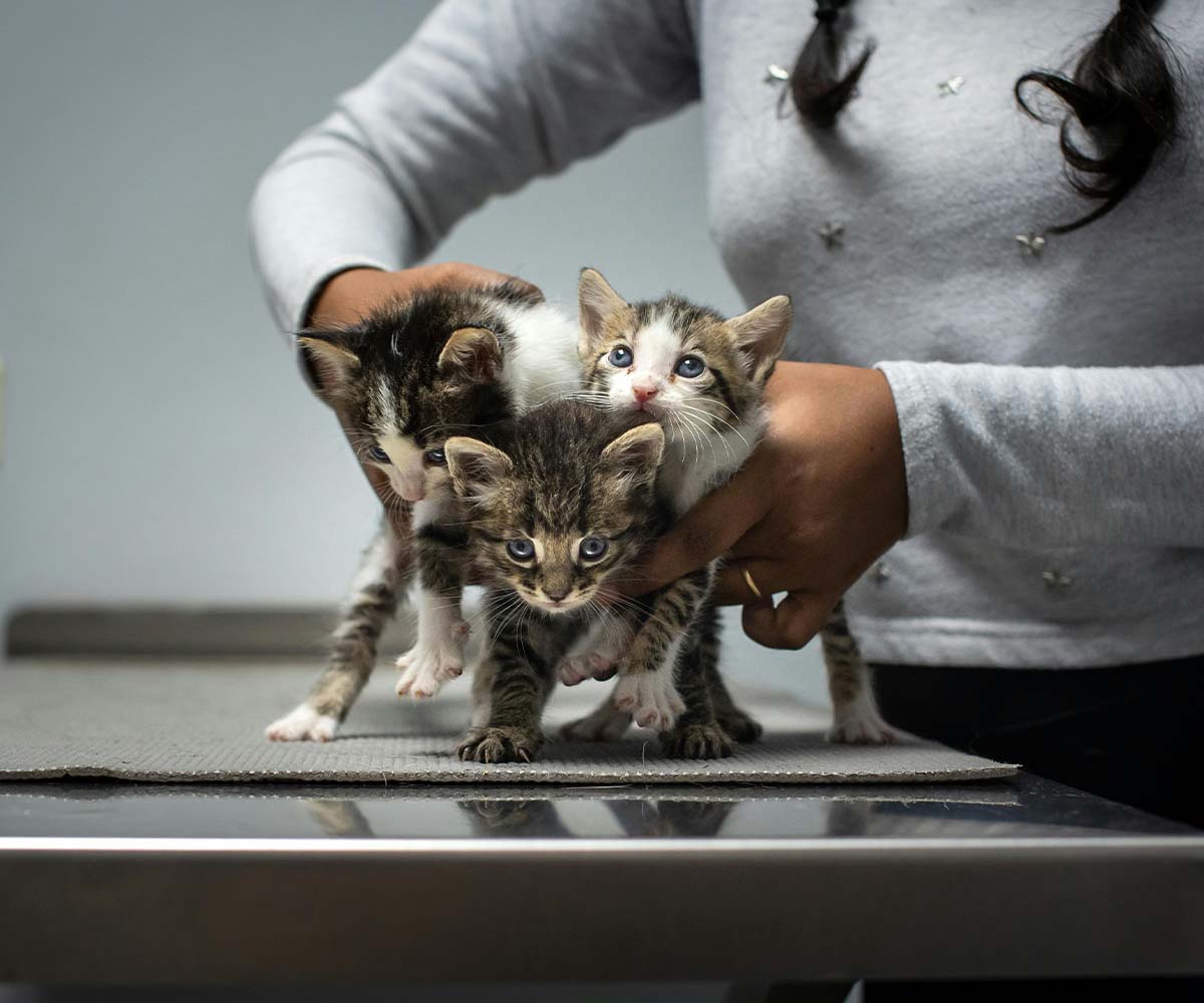Veterinary Hospital SEO Dubai